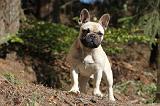 BOULEDOGUE FRANCAIS 541